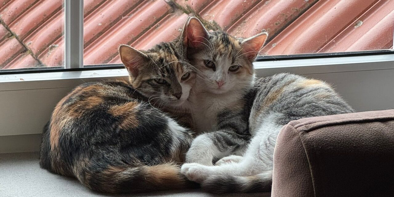 Grüße von Nala und Zuri