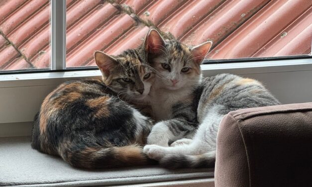 Grüße von Nala und Zuri