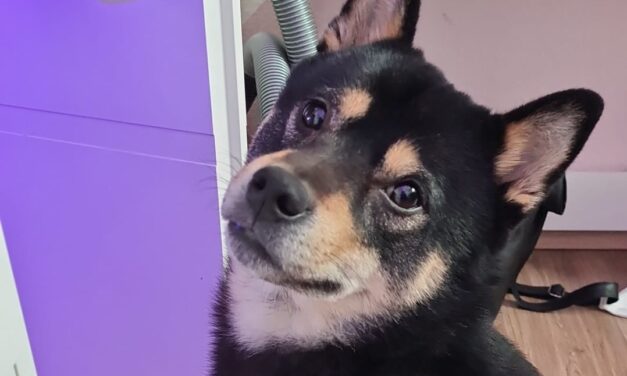 Pamuk (Vermittlungshilfe)