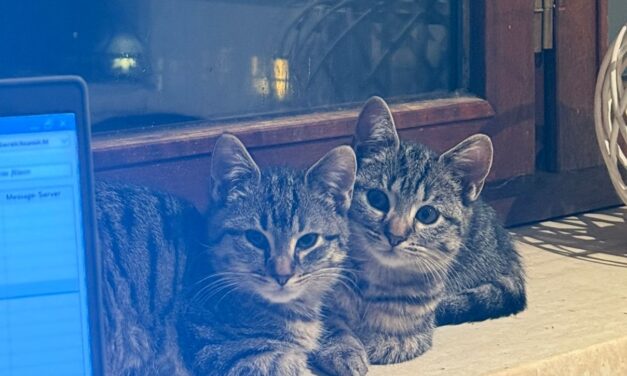 Motte und Flocke sind angekommen