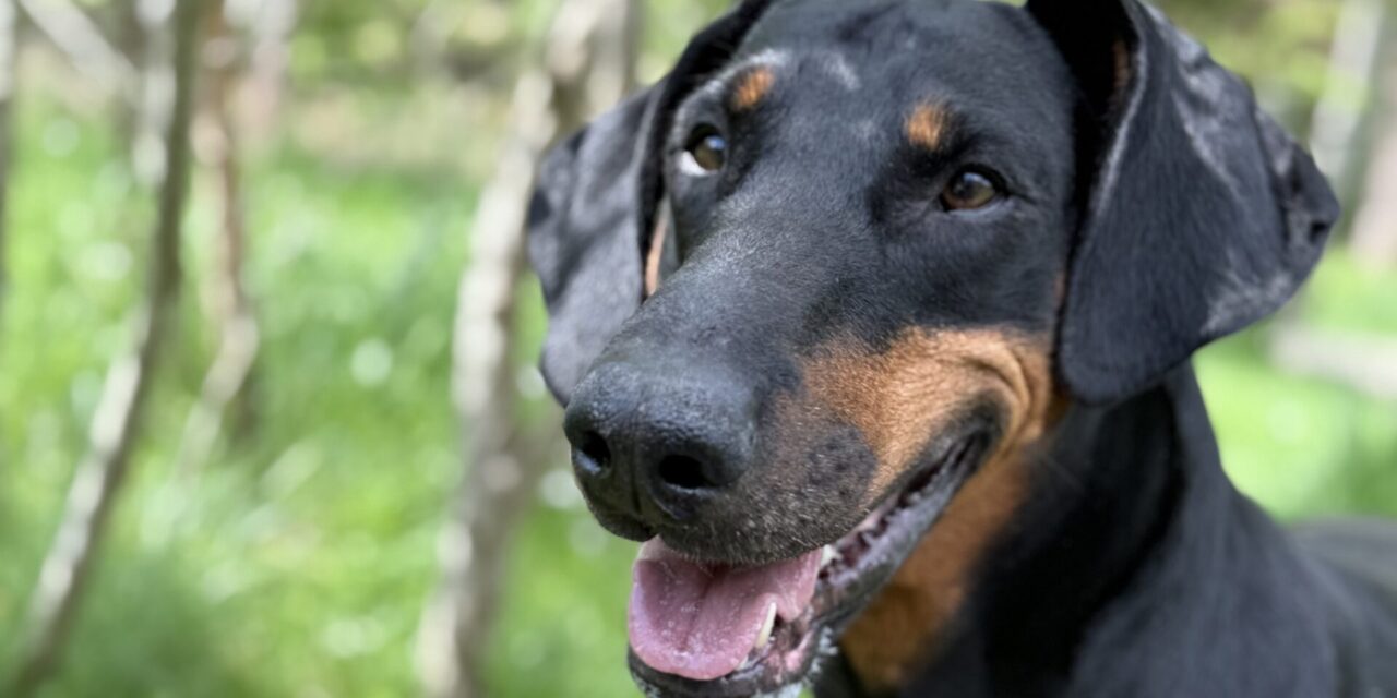 Oskar (Vermittlungshilfe)