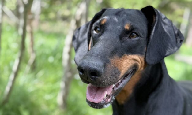 Oskar (Vermittlungshilfe)