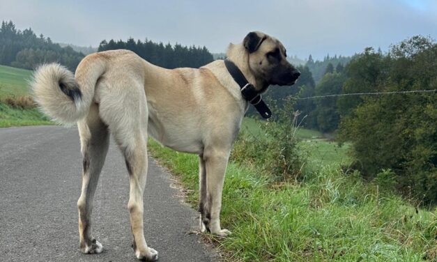 Nala (Vermittlungshilfe)