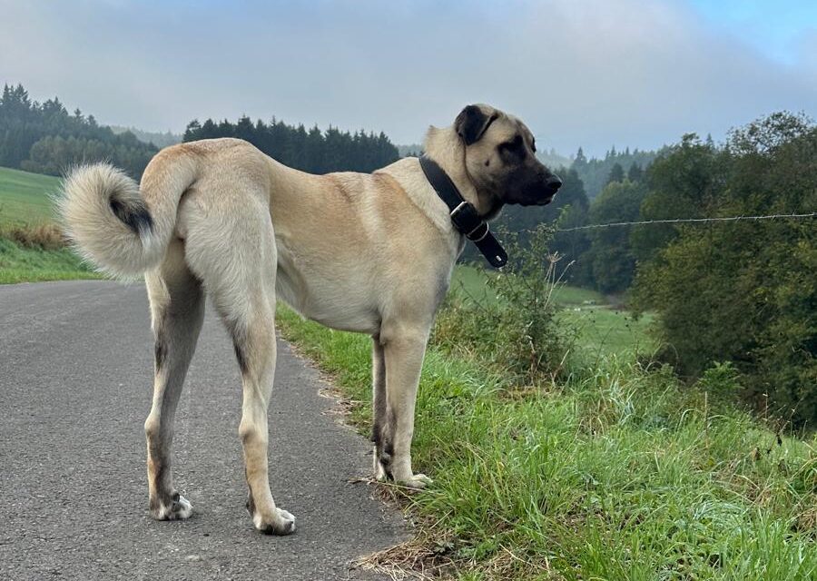 Nala (Vermittlungshilfe)