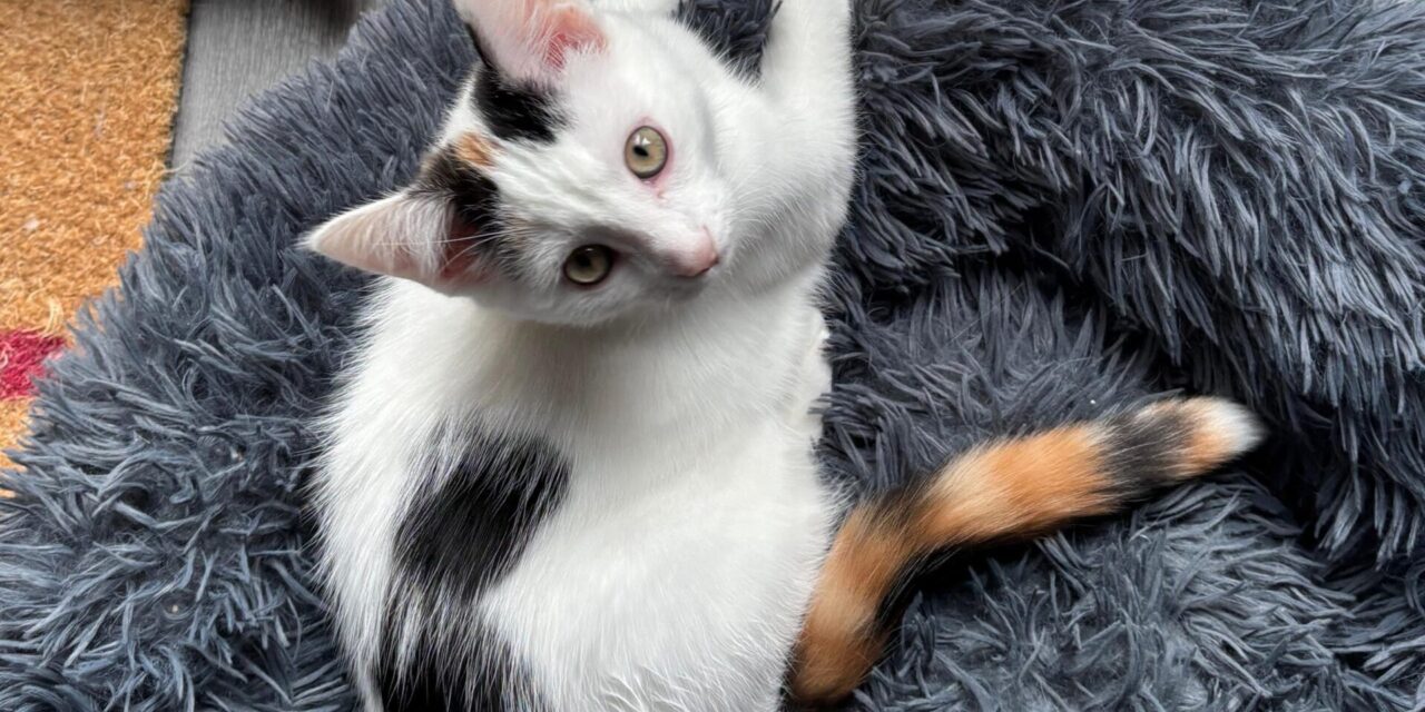 Fremdvermittlung Cleo