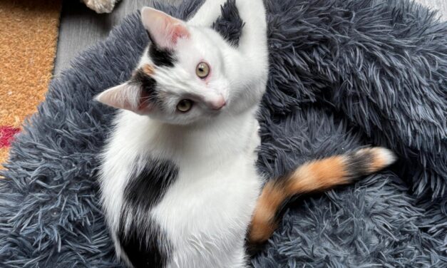 Fremdvermittlung Cleo