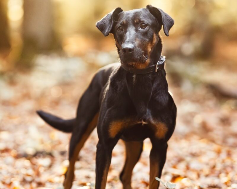 Vermittlungshilfe Foxy