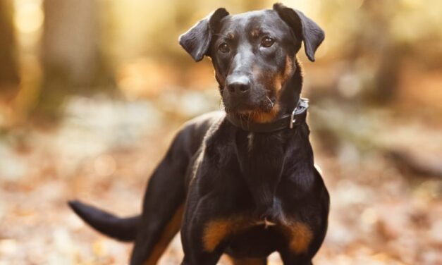 Vermittlungshilfe Foxy