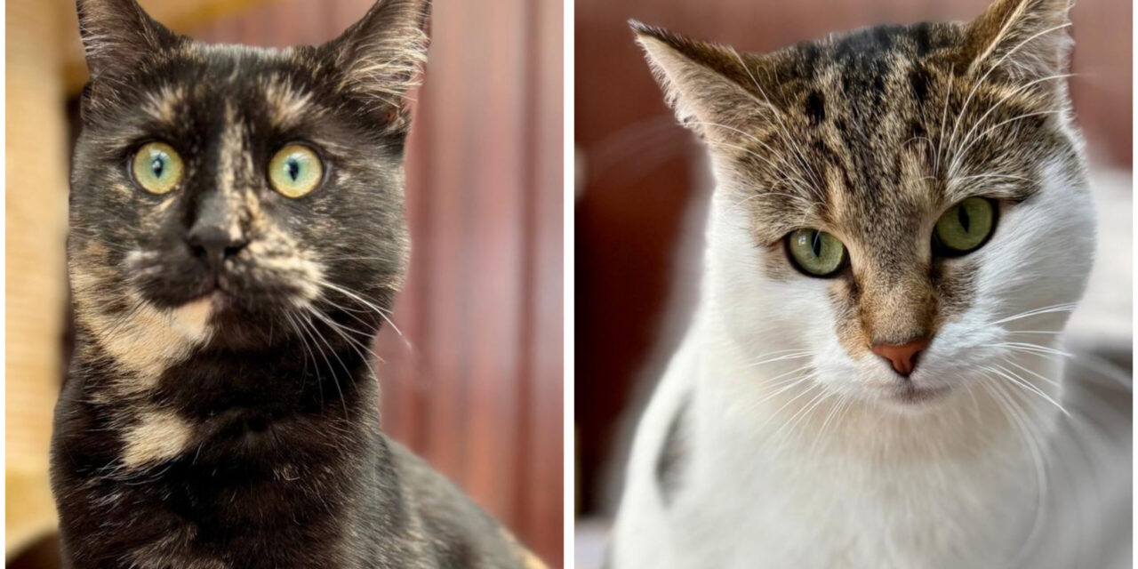 Elli und Kazumi suchen ihr Zuhause