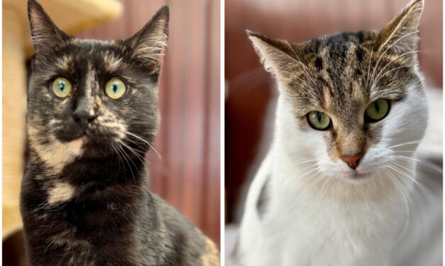 Elli und Kazumi suchen ihr Zuhause