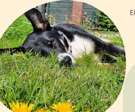 Vermittlungshilfe Neo