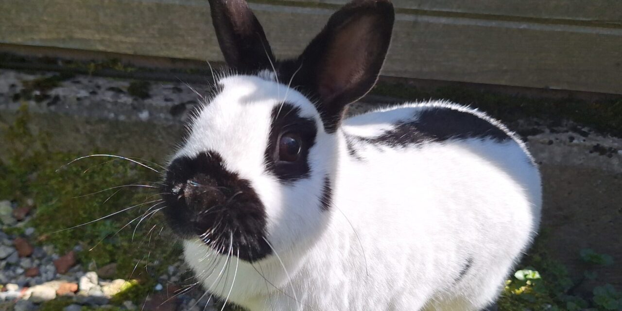 Vermittlungshilfe Lora