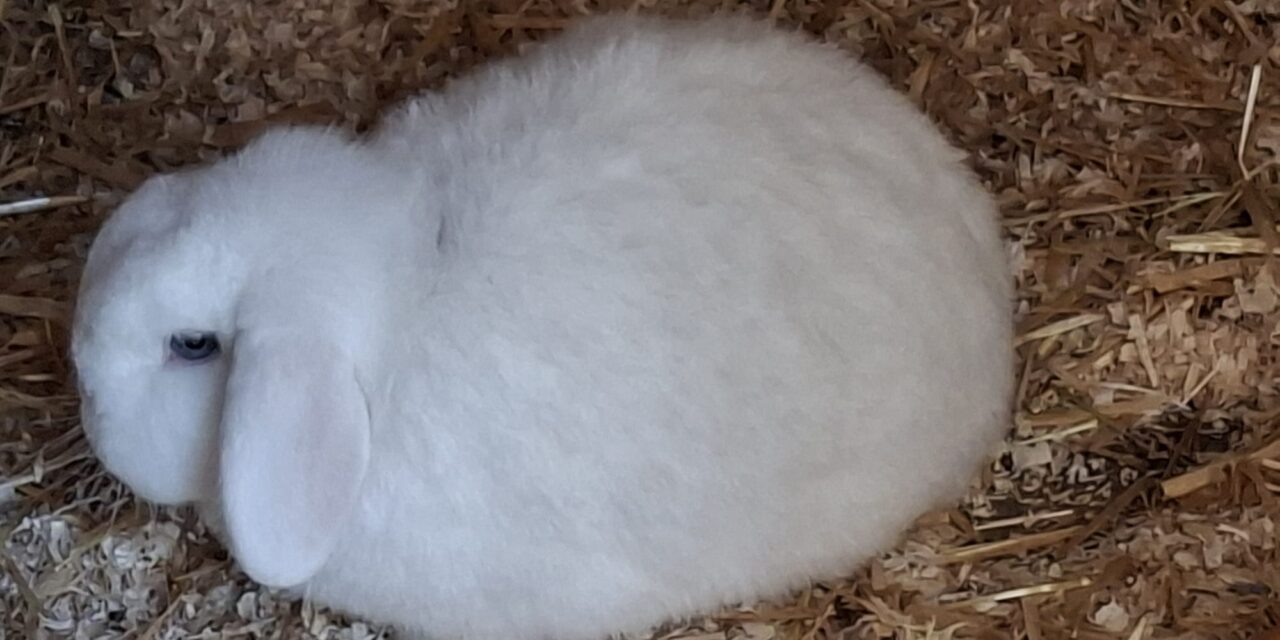 Vermittlungshilfe Berti