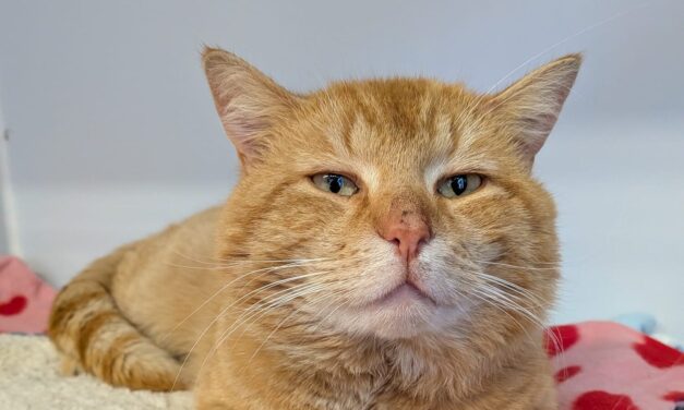 Alfred sucht dringend ein neues Zuhause