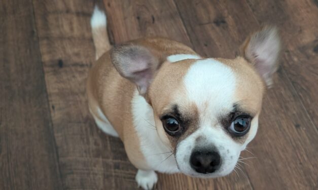 Milow (Vermittlungshilfe)