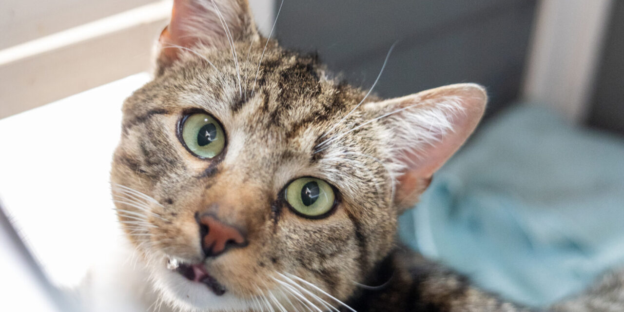 Pedro