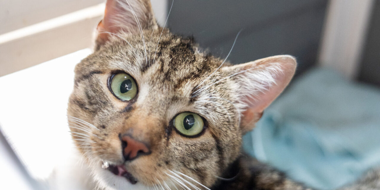 Pedro