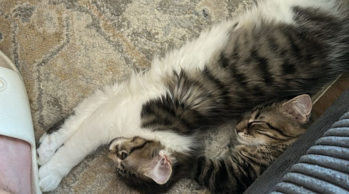 Maki und Crispy im neuen Zuhause