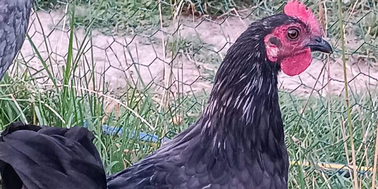 Vermittlungshilfe Hähne/ Laufenten oder Gehegesuche