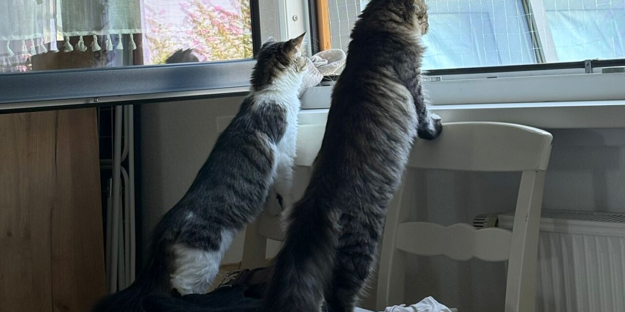 Maki und Crispy