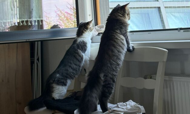 Maki und Crispy