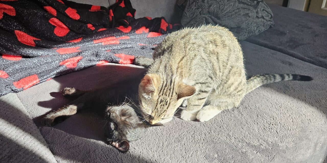 Balu und Findus