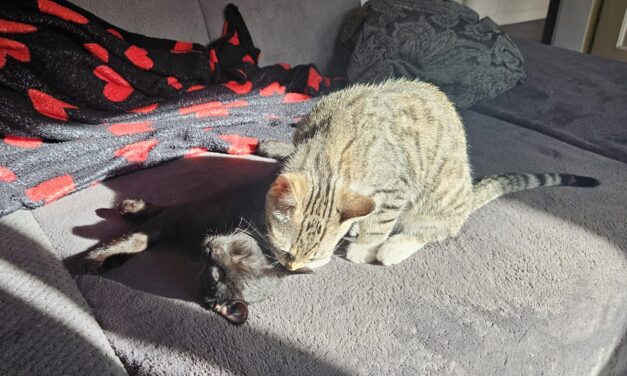Balu und Findus