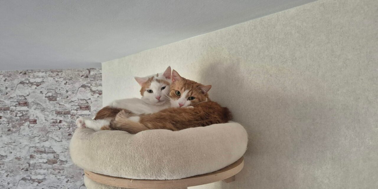 Vermittlungshilfe Leo und Luke
