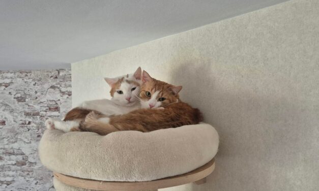 Vermittlungshilfe Leo und Luke