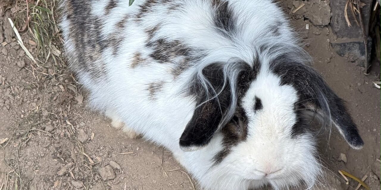 Vermittlunghilfe für Bunny