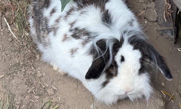 Vermittlunghilfe für Bunny