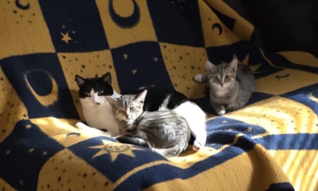 Lucy und Tacco mit neuem Kumpel