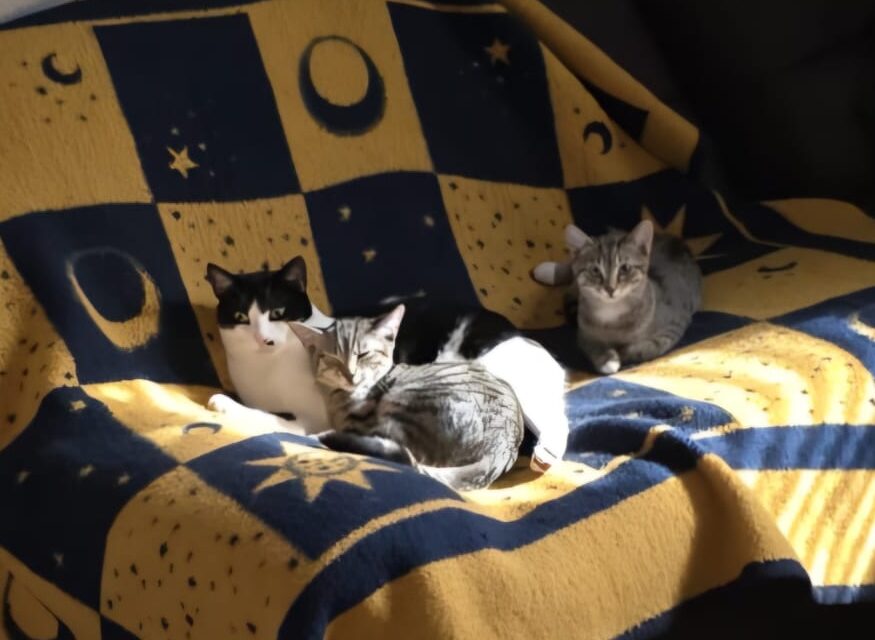 Lucy und Tacco mit neuem Kumpel