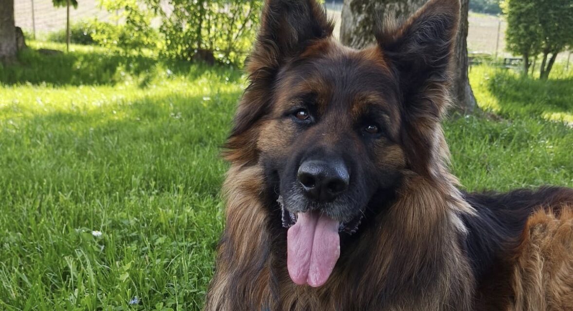 Vermittlungshilfe Hank