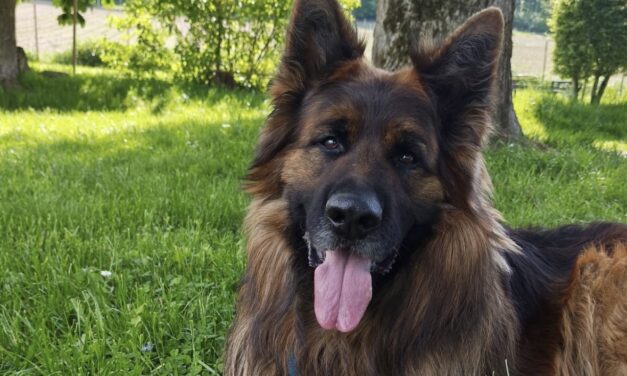 Vermittlungshilfe Hank