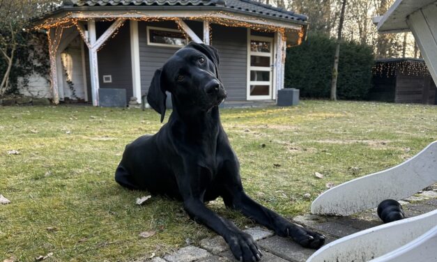 Vermittlungshilfe Eddie