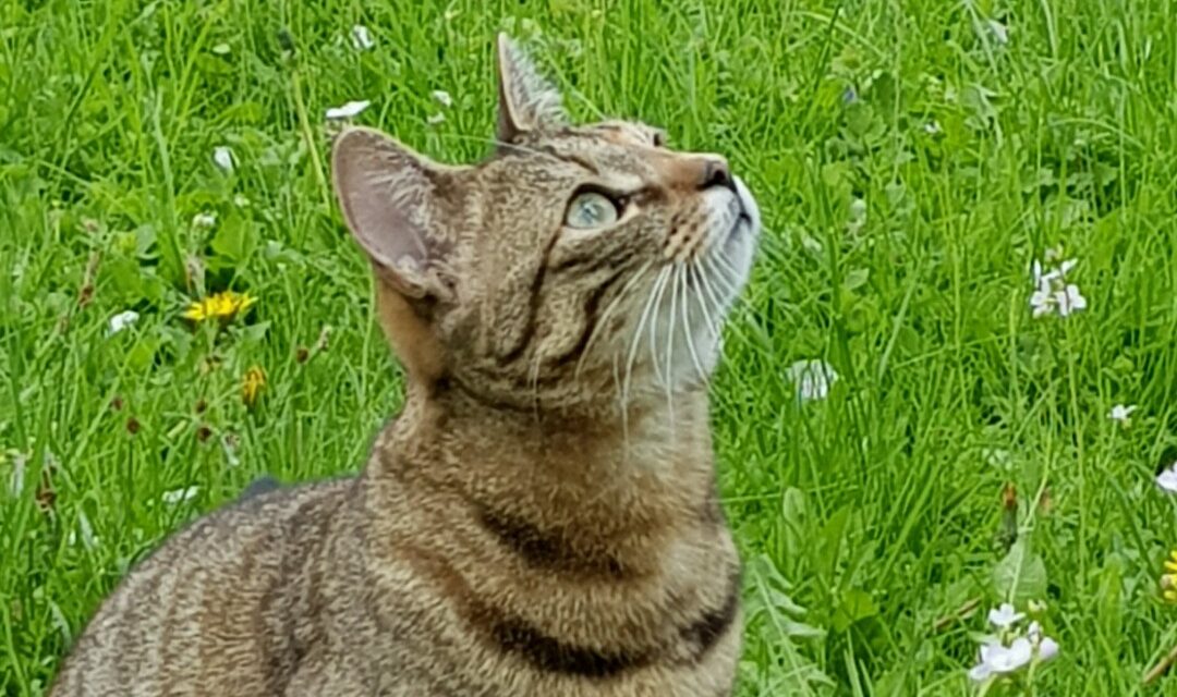 Vermittlungshilfe Ruby