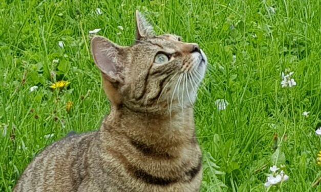 Vermittlungshilfe Ruby