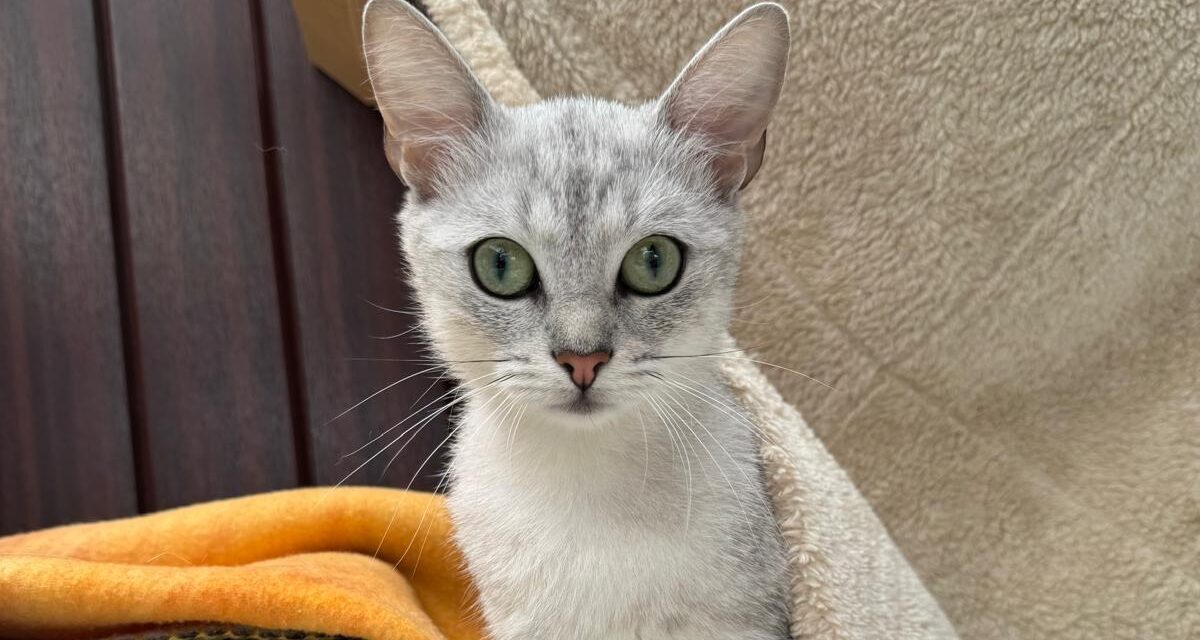 Sissi