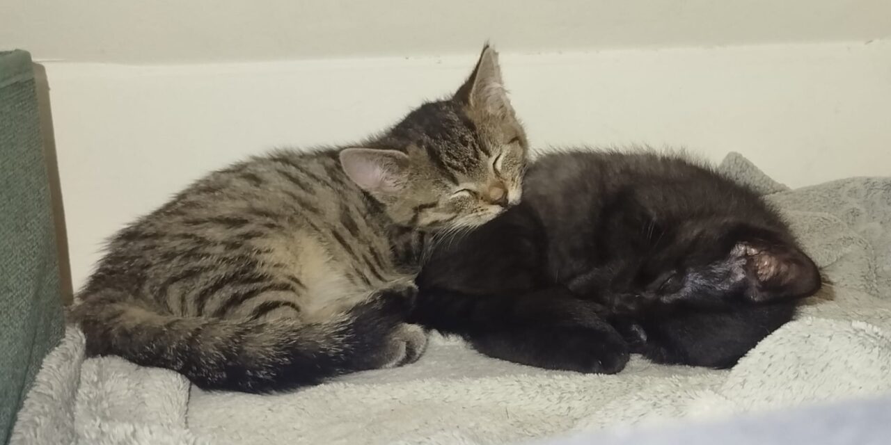 Katara und Azula