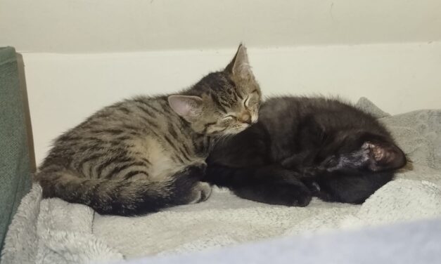 Katara und Azula
