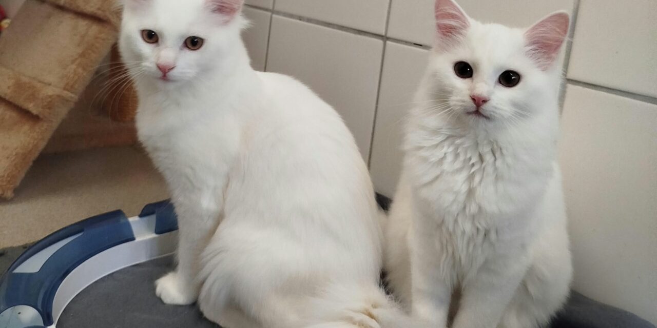 Belle und Wuschel