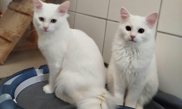 Belle und Wuschel