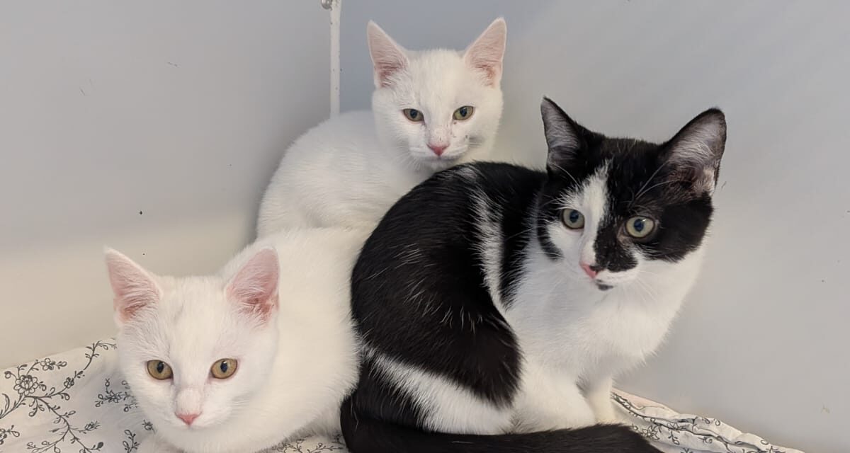 Olaf, Kristoff und Anna
