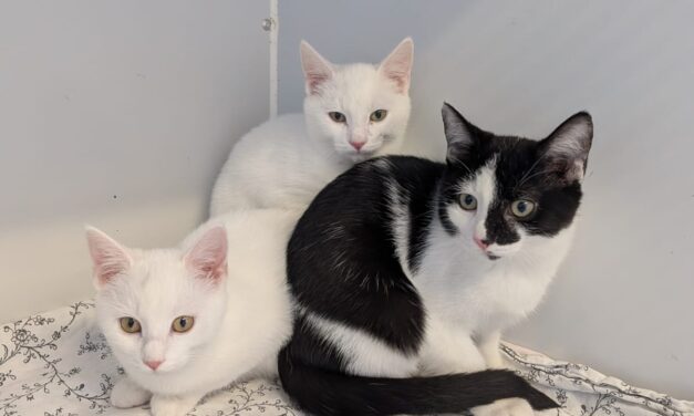 Olaf, Kristoff und Anna