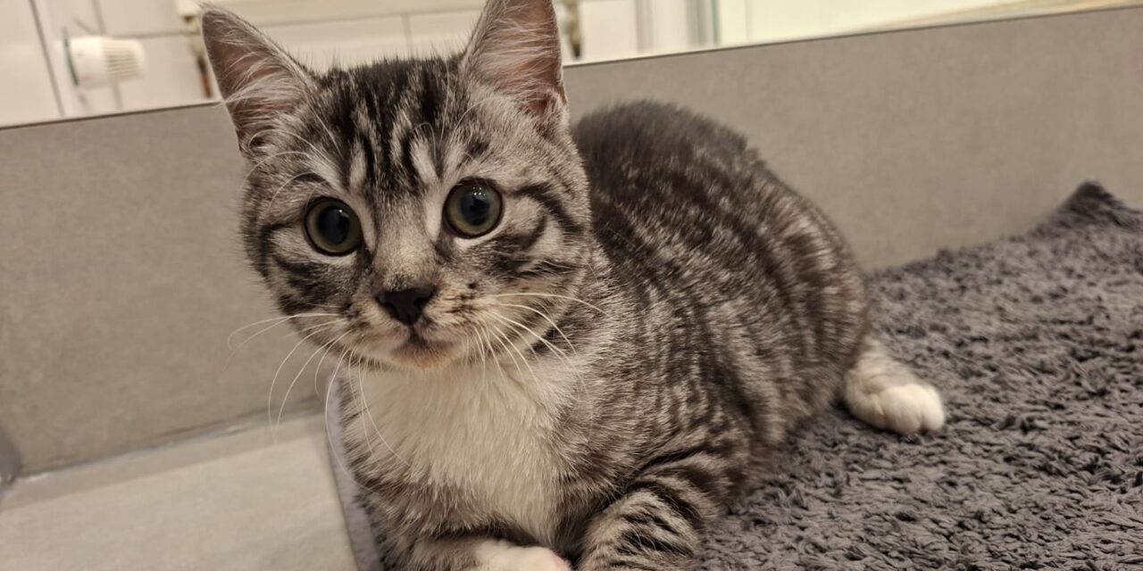 Lita unsere kleine Kämpferin❤️