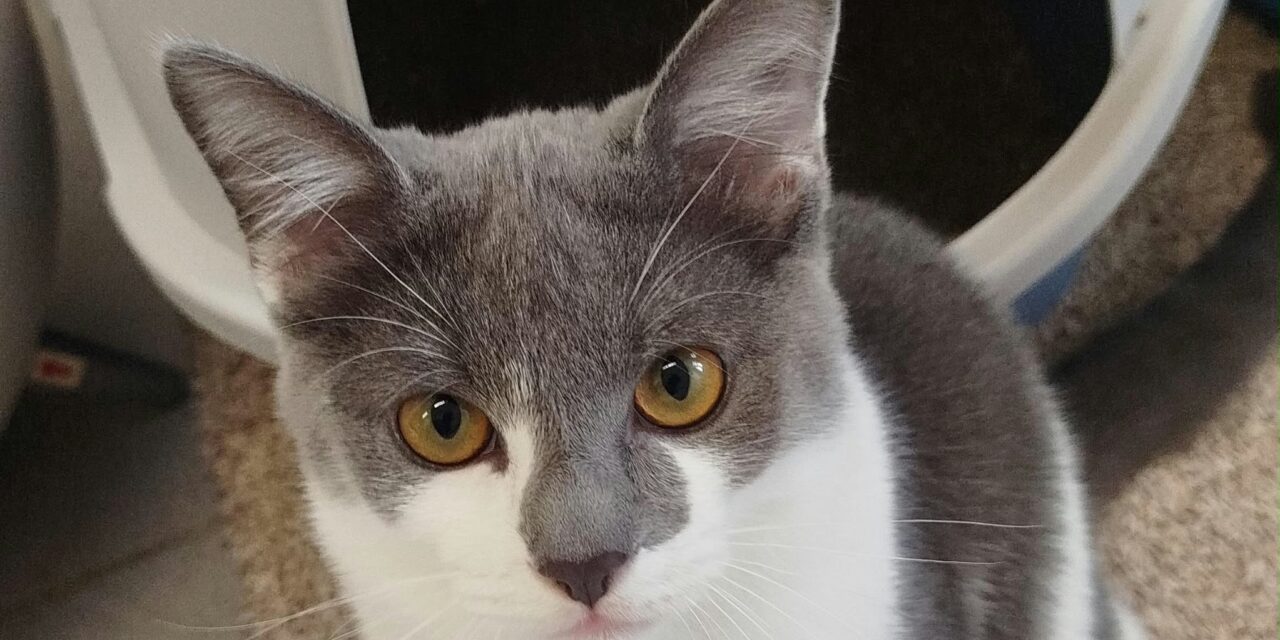 Wolfi